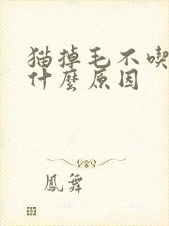 猫掉毛不吃饭是什么原因