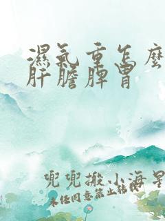 湿气重怎么调理肝胆脾胃