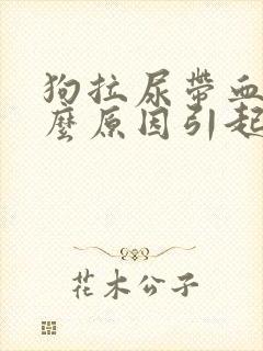 狗拉尿带血是什么原因引起的