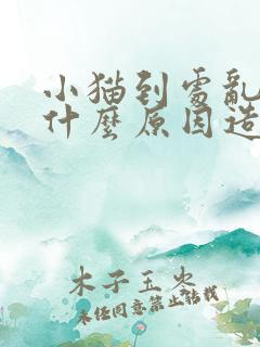 小猫到处乱尿是什么原因造成的