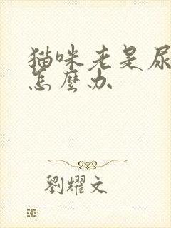 猫咪老是尿床上怎么办