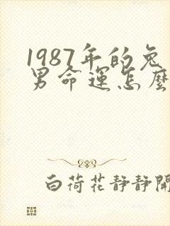 1987年的兔男命运怎么样