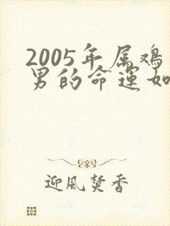 2005年属鸡男的命运如何