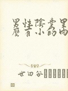 男性阴囊里为什么有小的肉粒