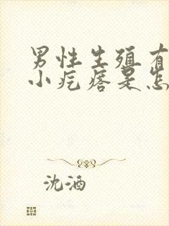 男性生殖有一圈小疙瘩是怎么回事图片