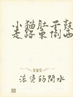 小猫肚子鼓鼓的走路东倒西歪