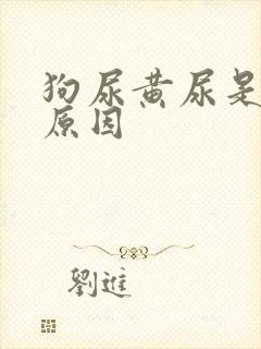 狗尿黄尿是什么原因