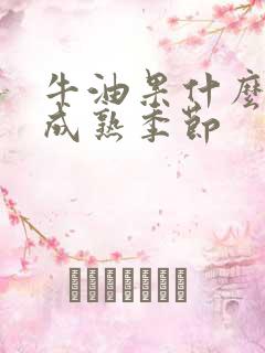 牛油果什么时候成熟季节