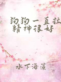 狗狗一直拉软便 精神很好