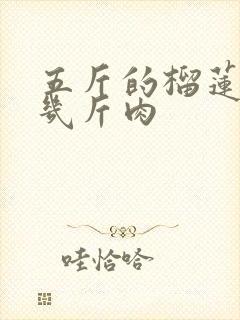 五斤的榴莲能出几斤肉