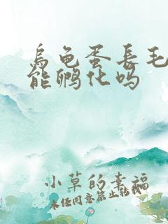 乌龟蛋长毛了还能孵化吗