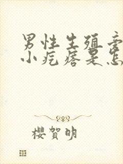 男性生殖旁边有小疙瘩是怎么回事