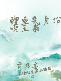 鲤鱼几月份开口吃玉米