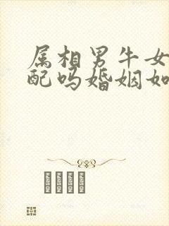 属相男牛女虎相配吗婚姻如何