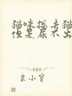 猫咪总去猫砂盆但是尿不出来