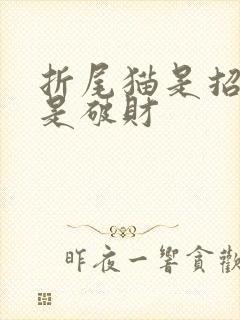 折尾猫是招财还是破财