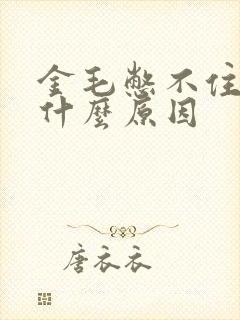 金毛憋不住尿是什么原因