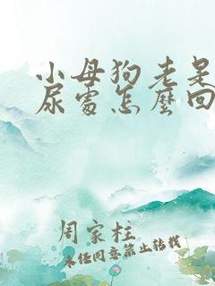 小母狗老是舔排尿处怎么回事