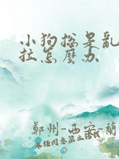 小狗总是乱尿乱拉怎么办