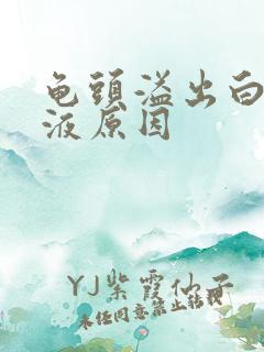 龟头溢出白色脓液原因