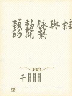 颈动脉与椎动脉的关系