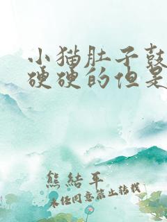 小猫肚子鼓鼓的硬硬的但是很活泼