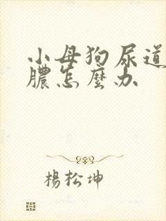 小母狗尿道口流脓怎么办