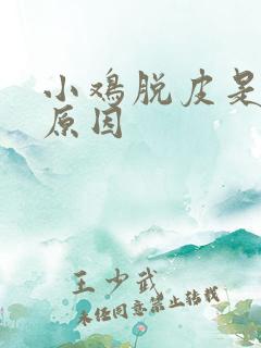 小鸡脱皮是什么原因