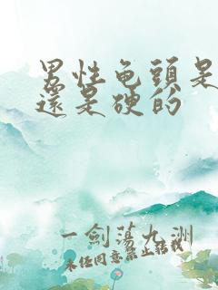 男性龟头是软的还是硬的