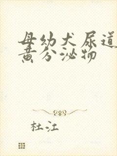 母幼犬尿道口有黄分泌物