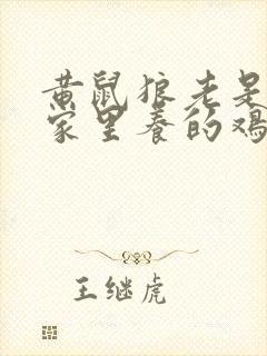 黄鼠狼老是来吃家里养的鸡,怎么办