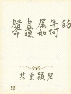 腊月属牛的人的命运如何