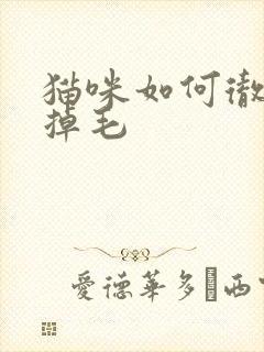 猫咪如何彻底不掉毛