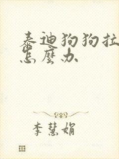 泰迪狗狗拉软便怎么办