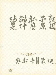 幼猫肚子鼓鼓的是什么原因