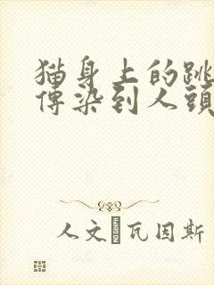 猫身上的跳蚤会传染到人头发上吗