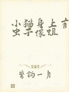 小猫身上有白色虫子像蛆