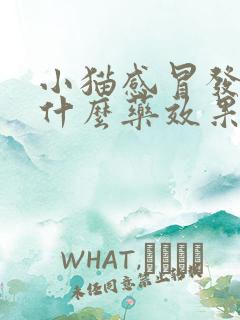 小猫感冒发烧吃什么药效果好