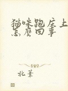 猫咪跑床上拉尿怎么回事