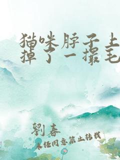 猫咪脖子上突然掉了一撮毛