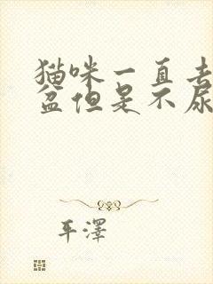 猫咪一直去猫砂盆但是不尿不拉