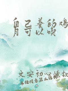 自己养的鸡几个月可以吃