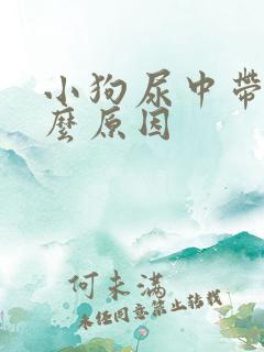 小狗尿中带血什么原因