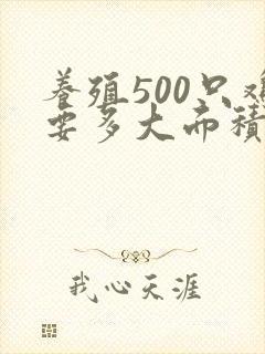 养殖500只鸡要多大面积?