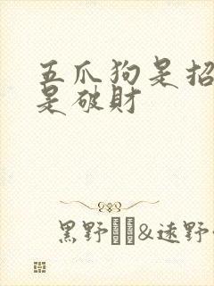 五爪狗是招财还是破财