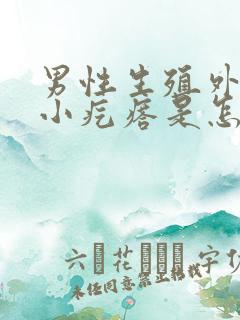 男性生殖外皮有小疙瘩是怎么回事