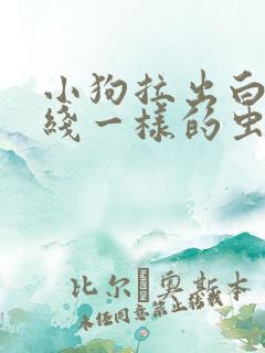 小狗拉出白色的线一样的虫子