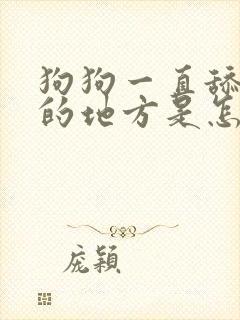 狗狗一直舔撒尿的地方是怎么回事