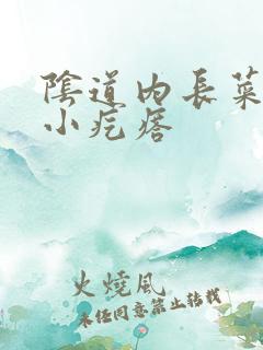 阴道内长菜花状小疙瘩