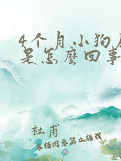 4个月小狗尿多是怎么回事